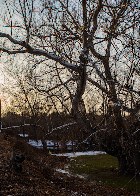 Pinchot Sycamore Beside The Bridge Over The Farmington River Photography Art | Photography by SC