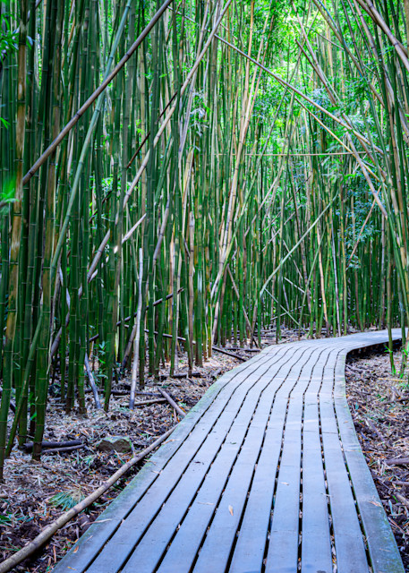 Bamboo Forest by Leighton Lum | Pictures Plus