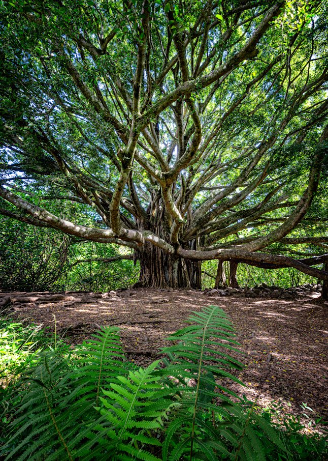 Banyon Tree by Leighton Lum | Pictures Plus