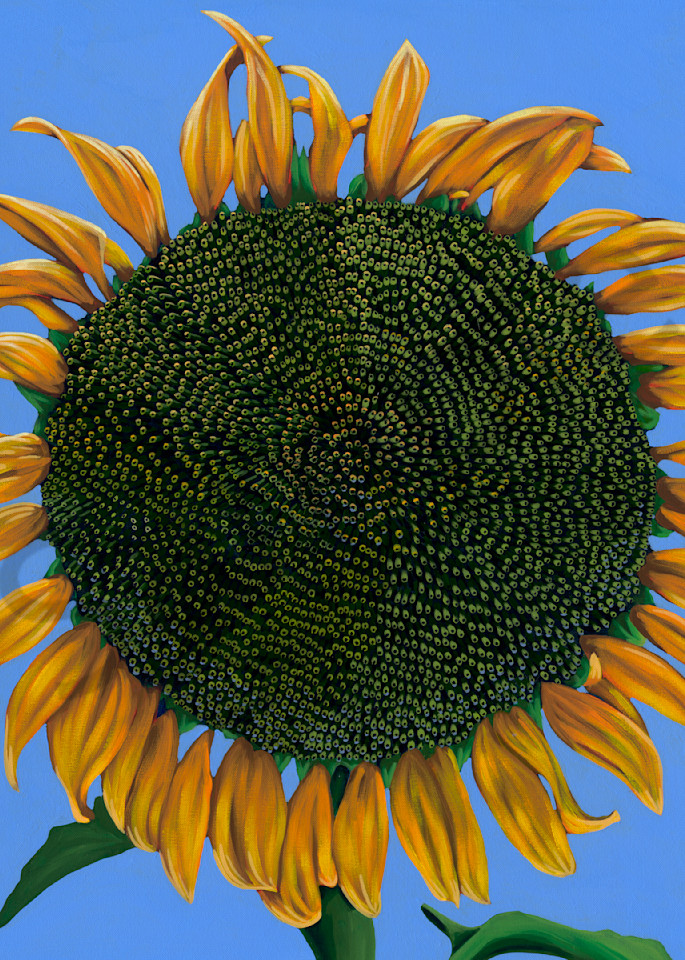 Sunflower paintings by John R. Lowery for sale as art prints.