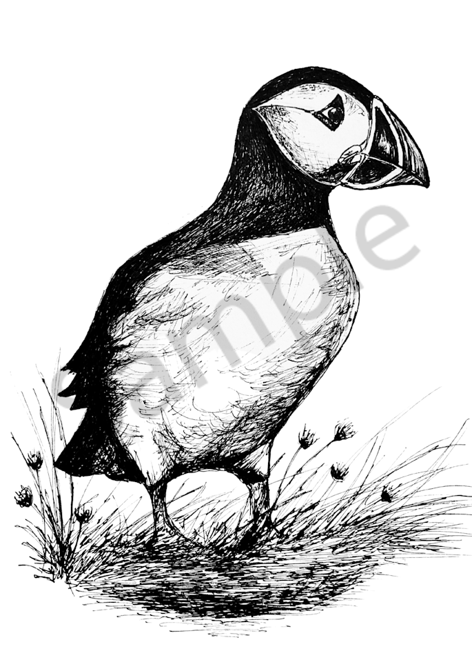 Enchanting Puffin - Fine Art Print of a Pen & Ink Illustration by B. MacPherson