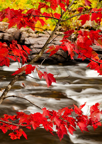 The Red Maple Art | Andrew Collett Photography