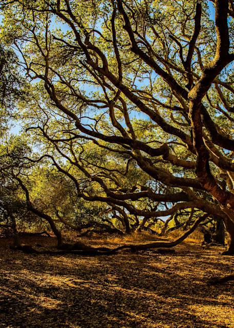 Los Osos Oaks Photography Art | Photography by SC