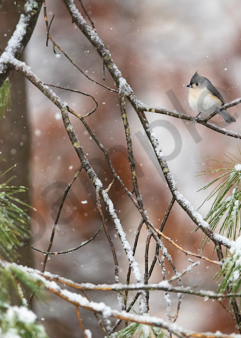 Tufted Titmouse (Baeolophus bicolor) perched on pine boughs during spring snowfall.