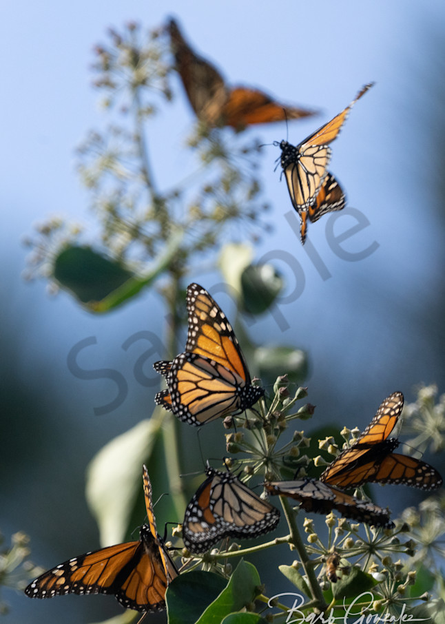 Delicate Monarch Butterflies Photo by Barb Gonzalez Photography
