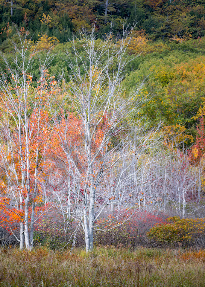 Autumn Textures Photograph