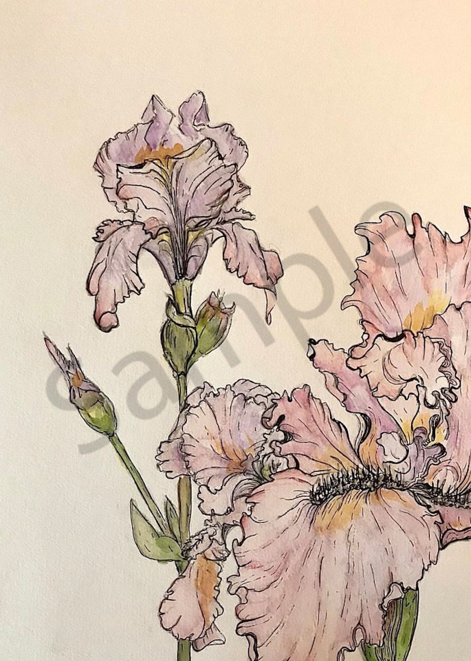 Bearded Iris 1 Art | Cincy Artwork