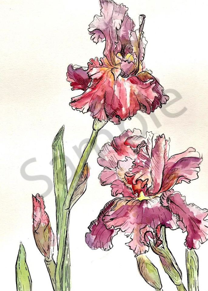 Bearded Iris 2 Art | Cincy Artwork