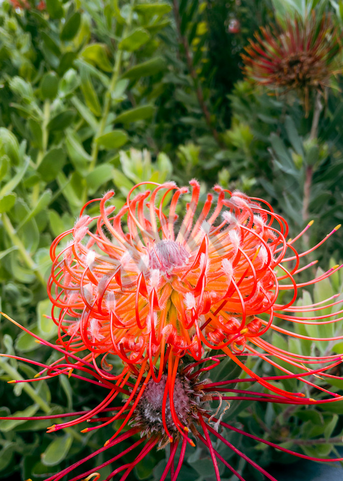 Nodding Pincushion (Leucospermum Cordifolium) Floating In Rooftop Garden Photography Art | Ryn Arnold Photography