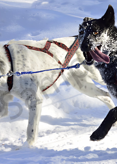 Scott Edgett's Lead Dogs Art | LHR Images