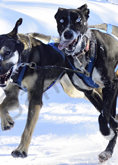 Heather O'brien's Lead Dogs Art | LHR Images