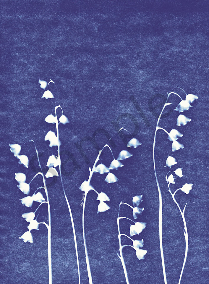 Lily of the Valley  cyanotype 1 marie stephens art