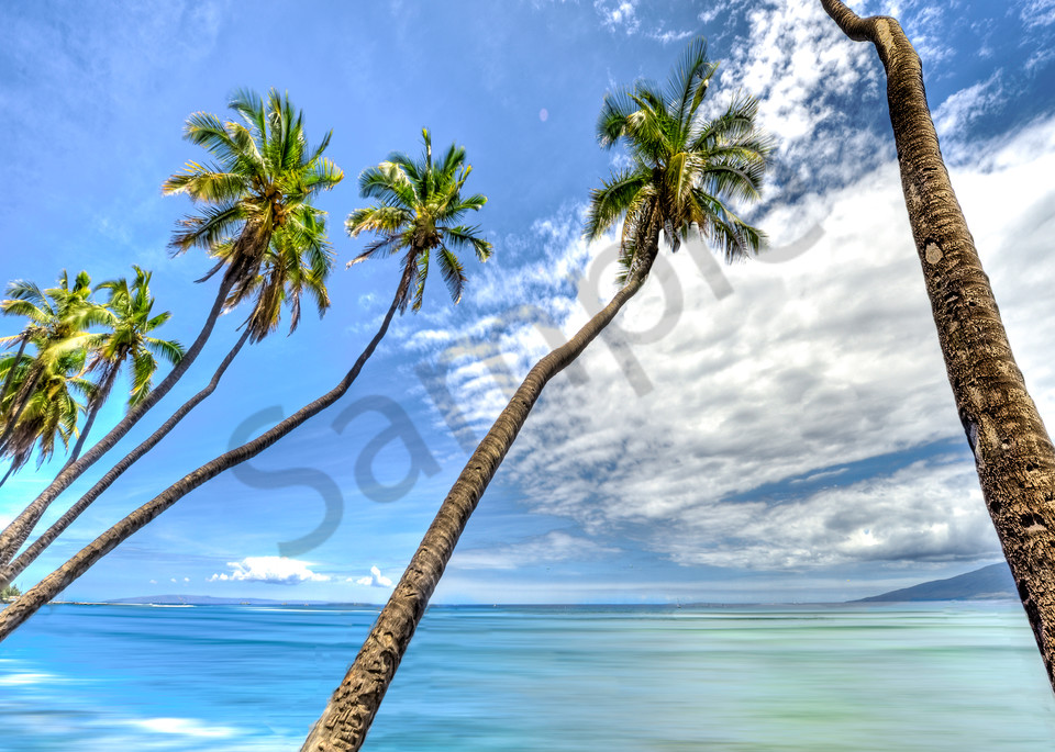 Hawaii Photography | Coconut Tree Twist by Randy J Braun