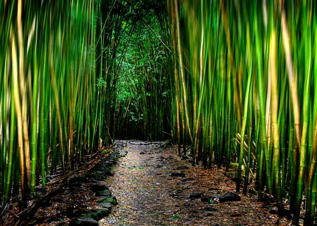 Hawaii Photography | Bamboo Dance by Randy J Braun