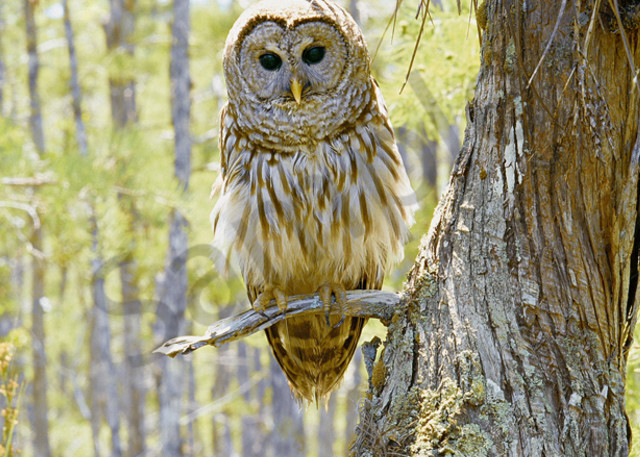Barred Owl  Art | Cunningham Gallery
