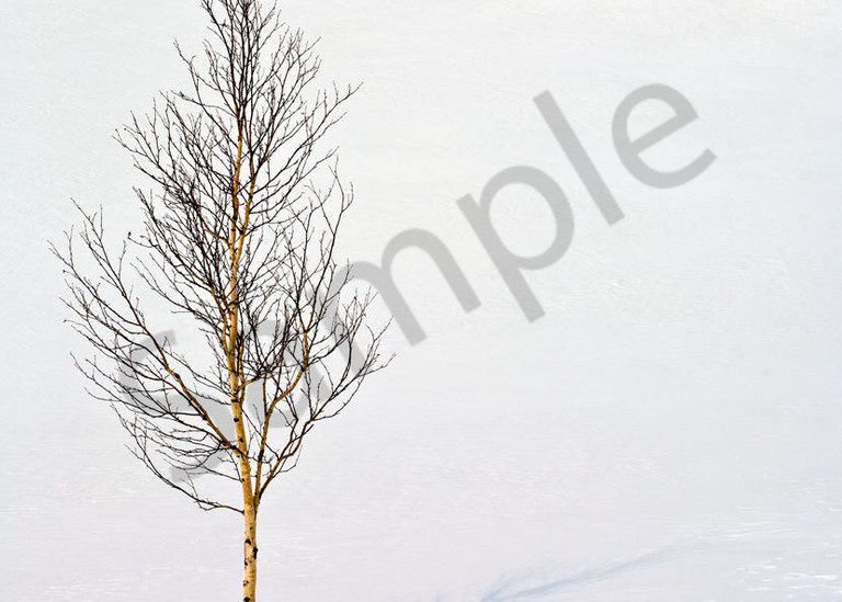 Siberia Birch Photography Art | Scott Cordner Photography