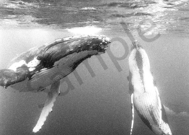 Male Humpback Whales compete for a female...Shot in Kingdom of Tonga