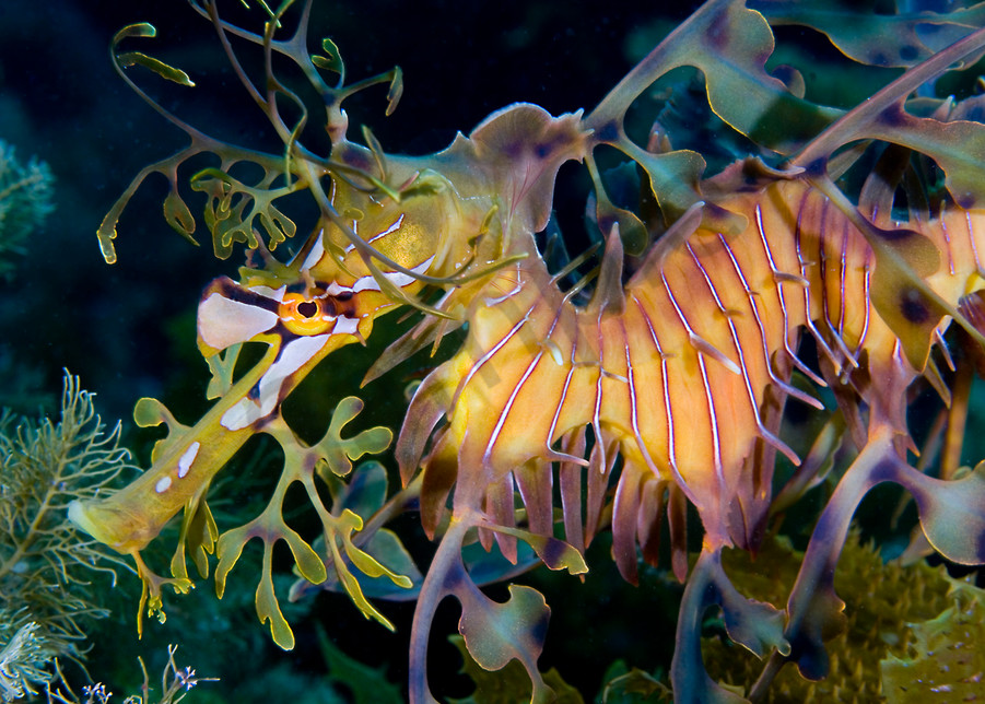Leafy Sea Dragon..Shot in Australia
