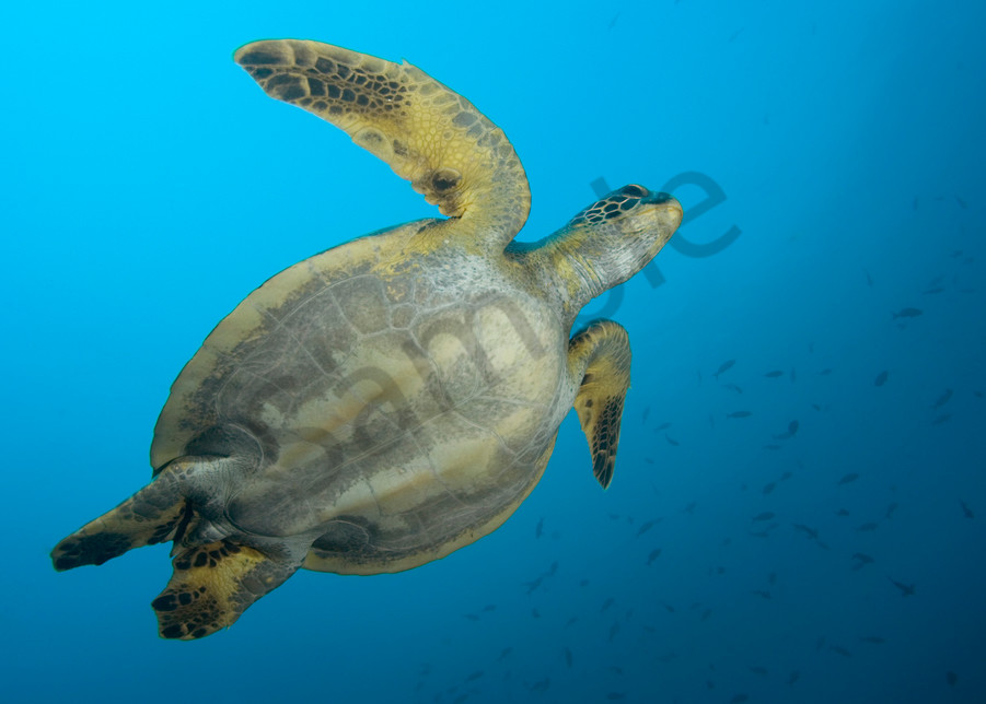 Green Sea Turtle from Below..Shot in Costa Rica