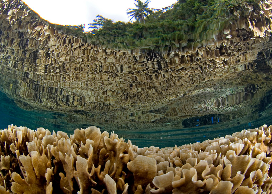 Scroll Corals, Reflections and Palms..Shot in Papua New Guinea