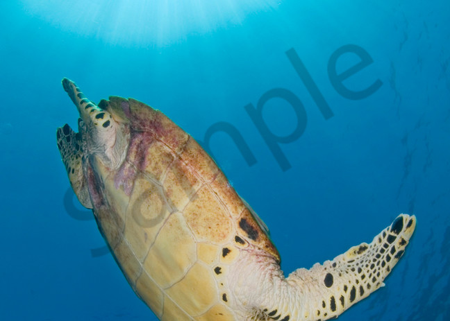 Diving Hawksbill Turtle and Sunburst..shot in Thailand