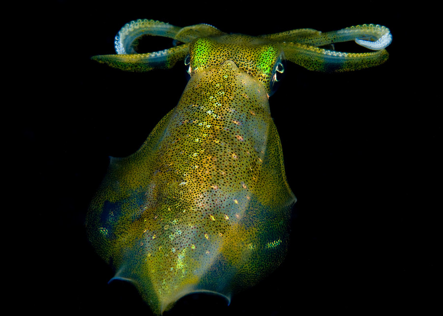 Squid At Night