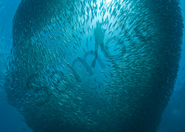 A diver swims through a huge school of Yellowstripe Scads in tight formation.Shot in West Papua Province, Indonesia