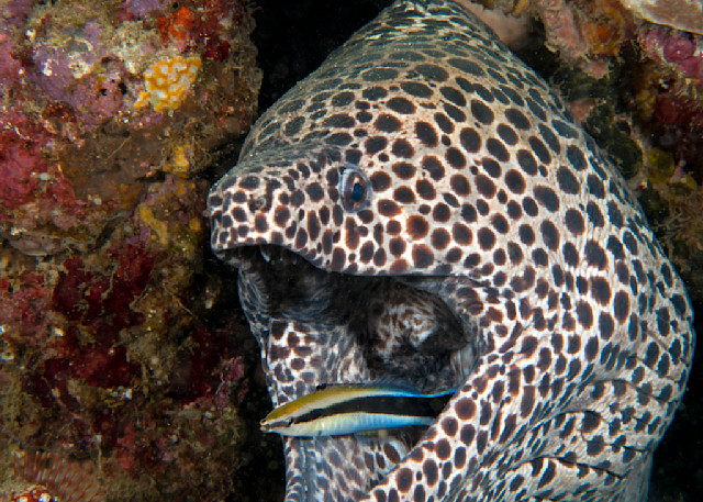 Blackspotted Moray getting cleaned by a wrasse..shot in Indonesia