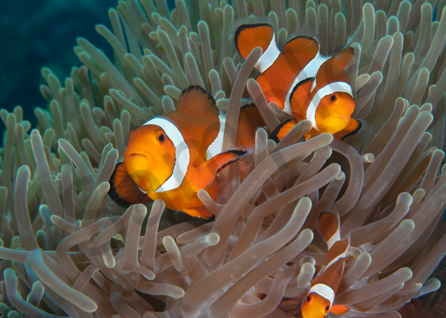 Clown Anemonefish Family at home..Shot In Indonesia