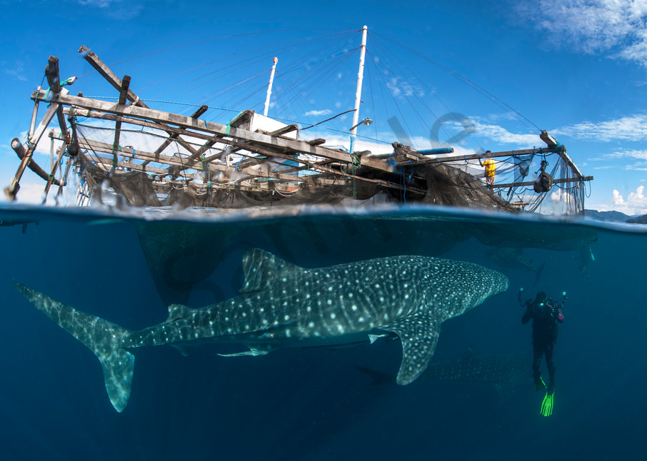 Whale Sharks of Cenderawasih Bay..Shot in Indonesia