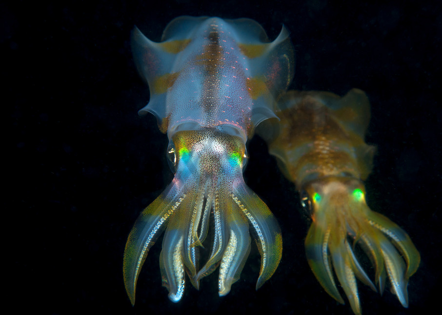 A pair of Reef Squid hover in the water column at night...Shot in Indonesia