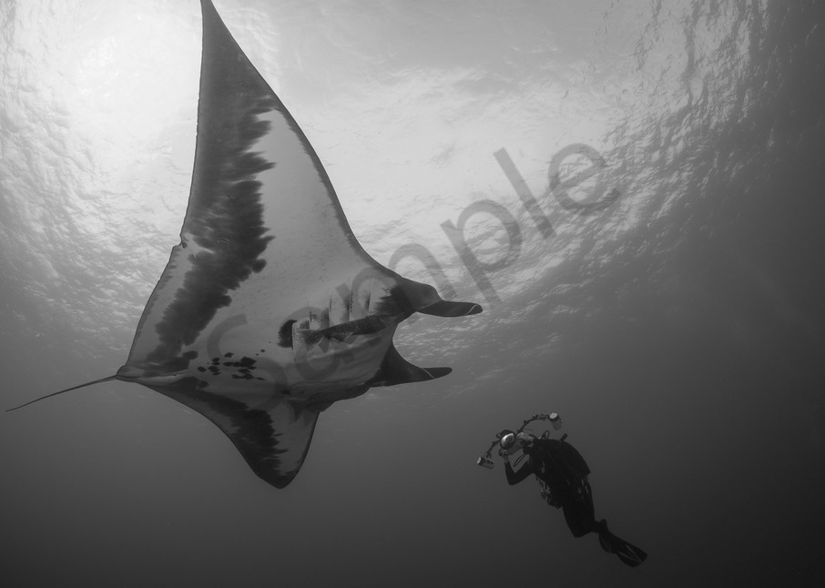Giant Manta Ray and Photographer..Shot in Mexico