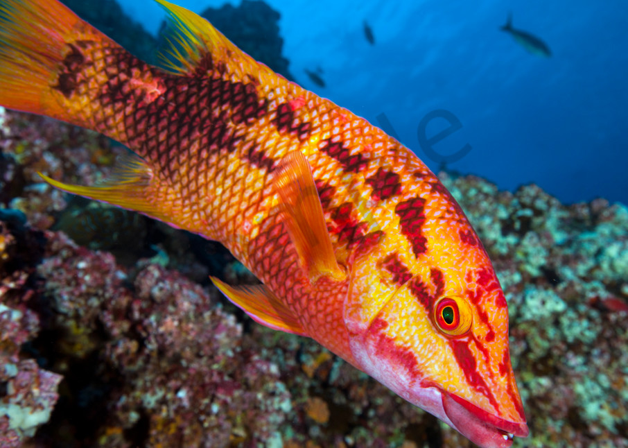 A Mexican Hogfish hams it up for the camera..Shot in Mexico
