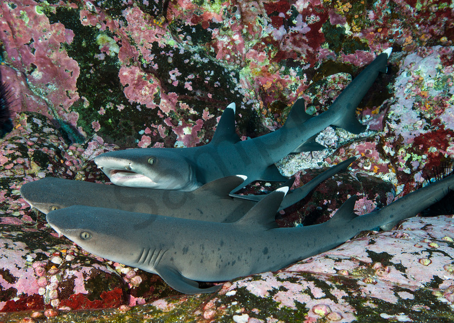Whitetip Reef Sharks nap in a nook at Roca Partido..Shot in Mexico