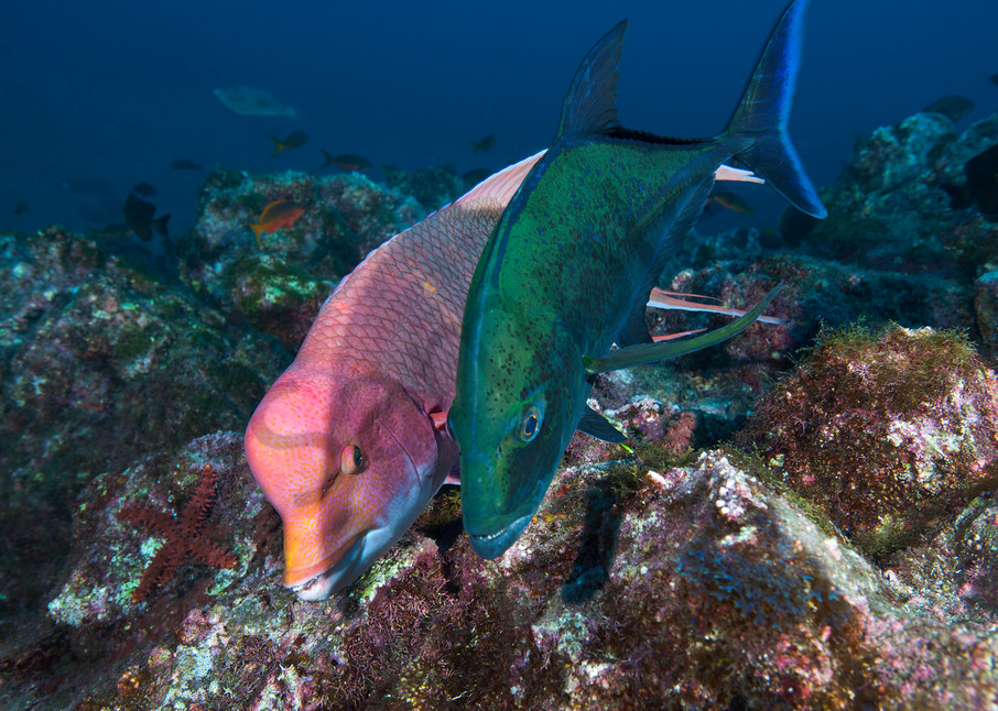 Mexican Hogfish and Black Jack hunting together..Shot in Mexico