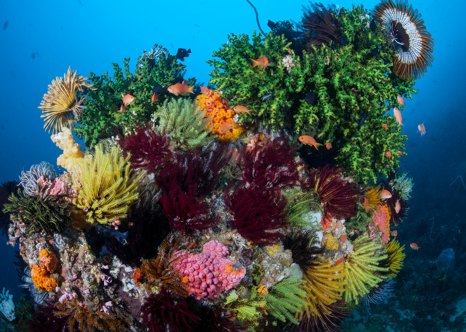 An intensely colorful section of reef, with hard and soft corals, crinoids, and anthias..Shot in Indonesia