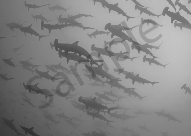 Schooling Scalloped Hammerhead Sharks cruising above...Shot at Cocos Island, Costa Rica