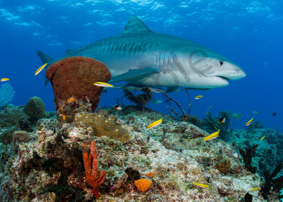 A Tiger Shark cruises over the reef..Shot in Bahamas