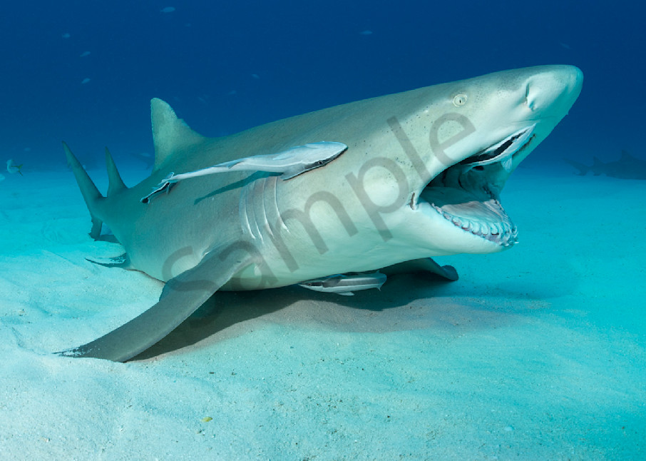 A Lemon Shark opens its mouth wide to allow Remoras to clean inside...Shot in Bahamas