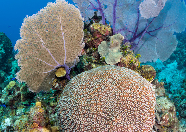 Healthy Hard Coral and Gorgonian Sea Fans..Shot in Cayman Islands