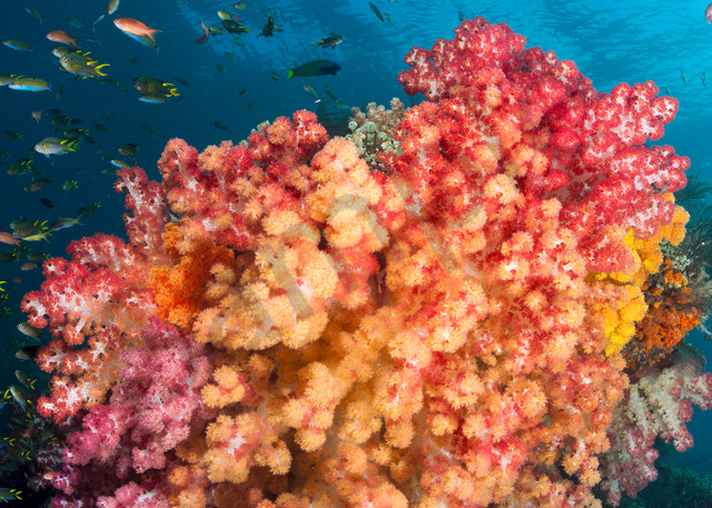 Damsels and Anthias schooling above vividly colored Soft Corals...Shot in Indonesia