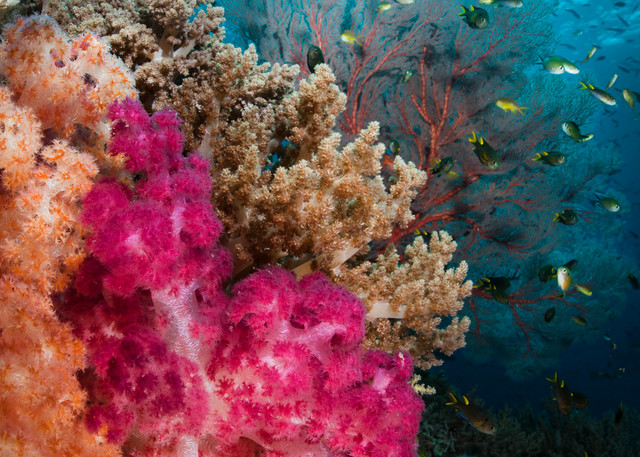 Damsels and Soft Corals..Shot in Indonesia