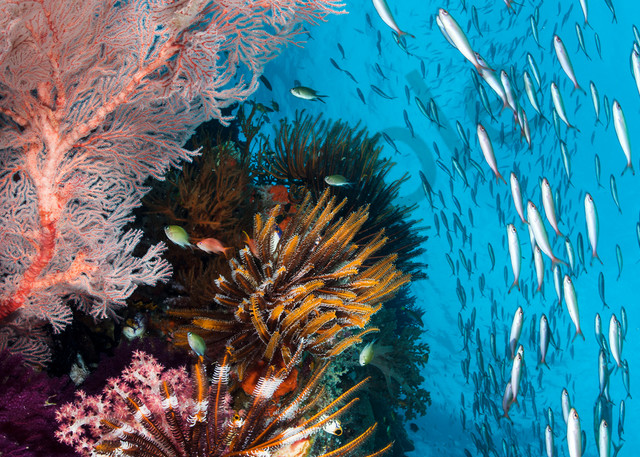 Fusiliers, Feather Stars, and Gorgonians..Shot in Indonesia