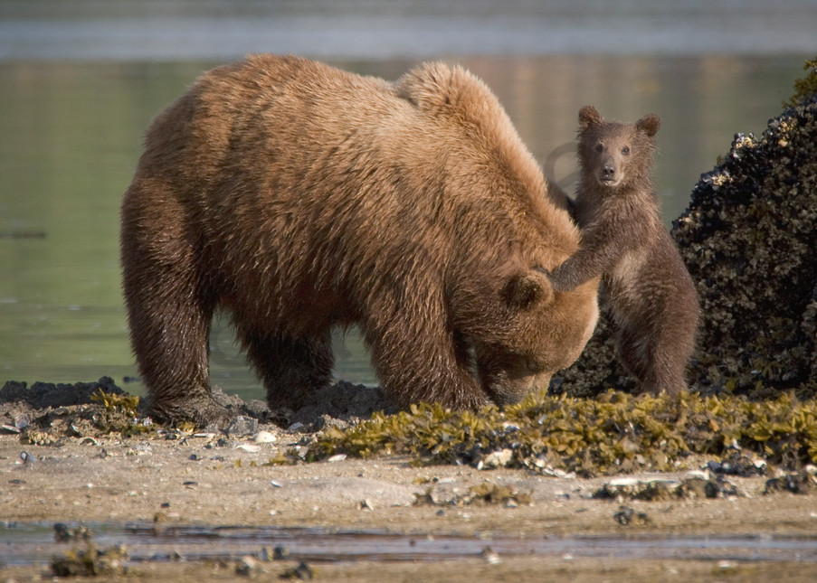 Grizzly cub holding onto "moms" head, Alaska