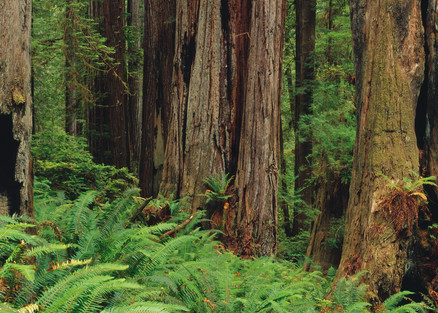 Redwood tree forest in Prairie Creek Redwoods State Park in northern California