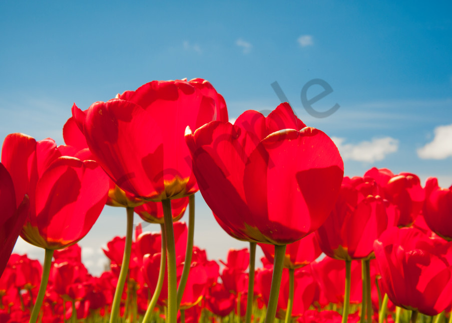 Fine art print of red tulips, Skagit Valley, flowers