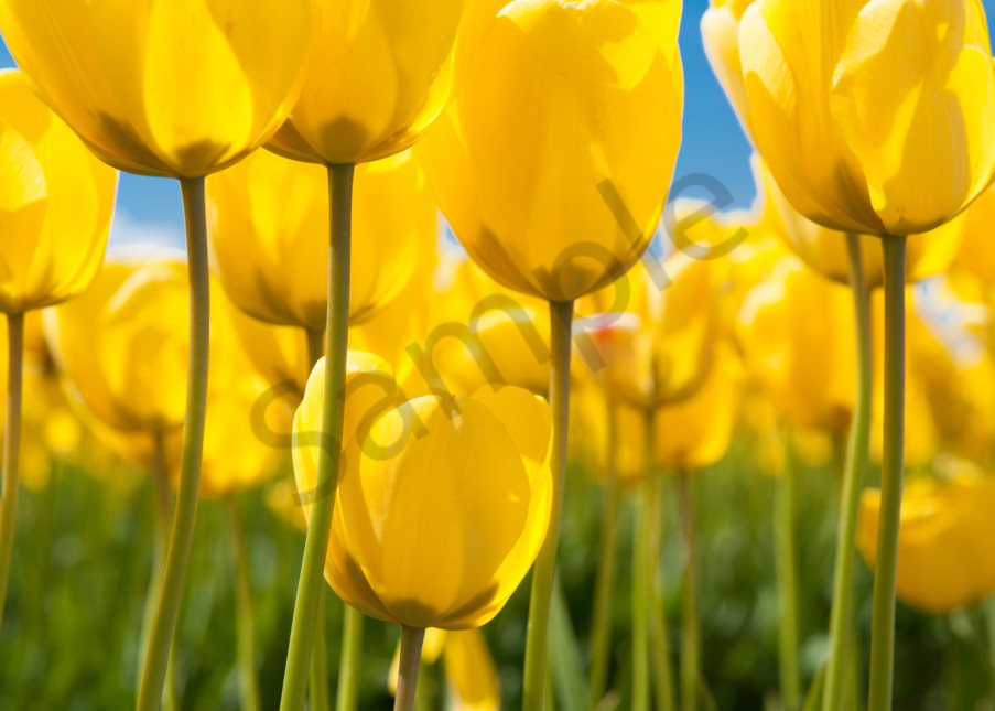 Yellow tulips, Skagit Vally, flowers
