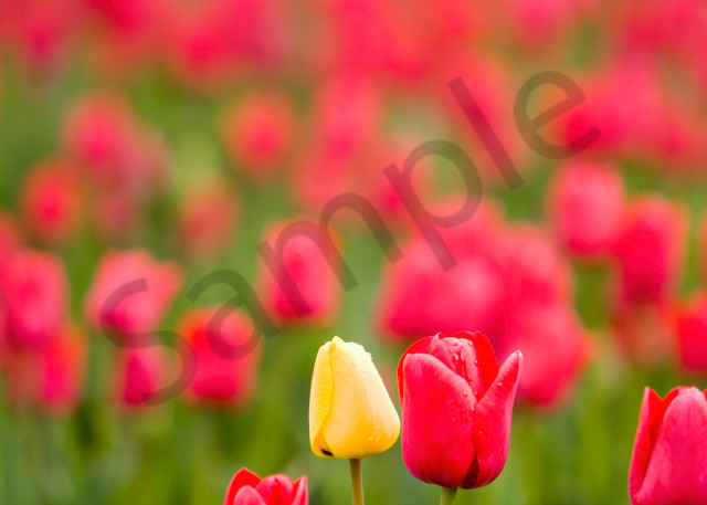 red tulips, Skagit Valley, flowers