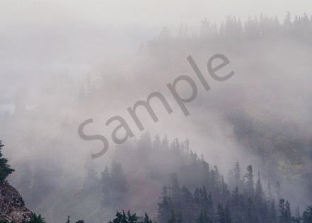 Fog shrouded forest