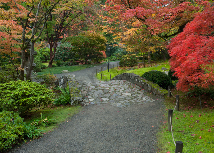 Fall colors in the Japanese Garden in the University of Washington Arboretum, Seattle, Washington
